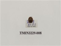 藏品(纖麗瓢蟲)的圖片